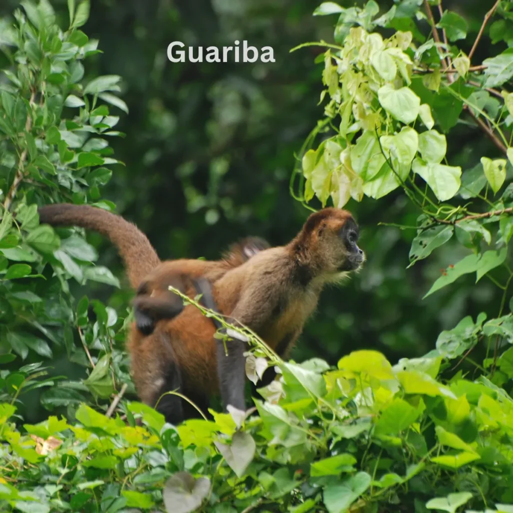 Guariba