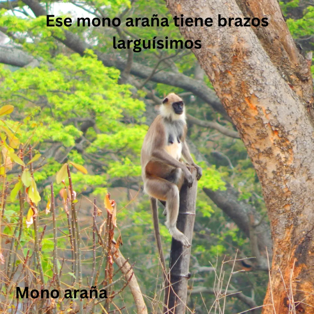 Mono Araña