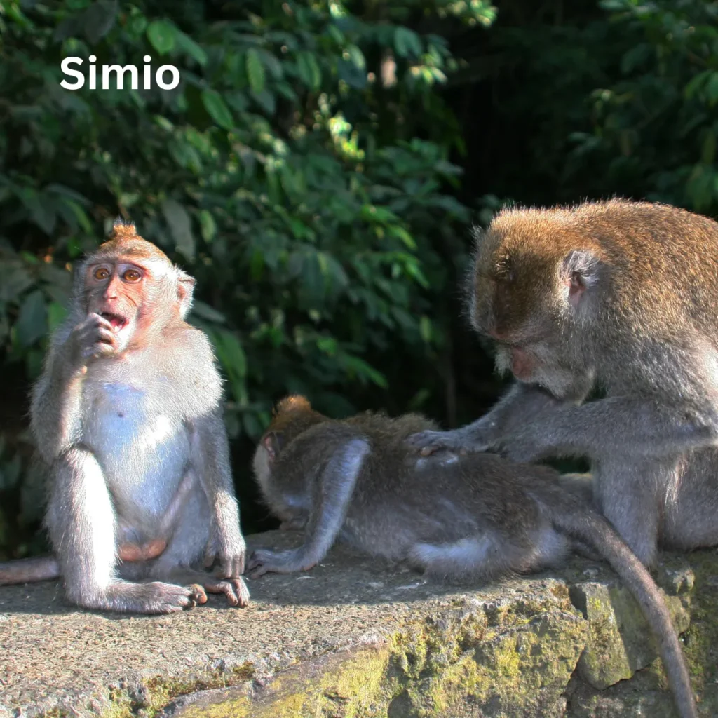 Simio