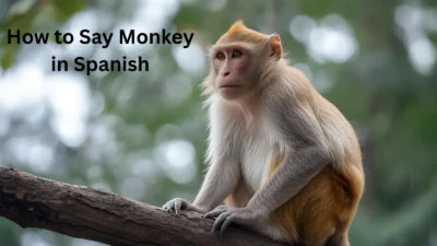 How to Say Monkey in Spanish