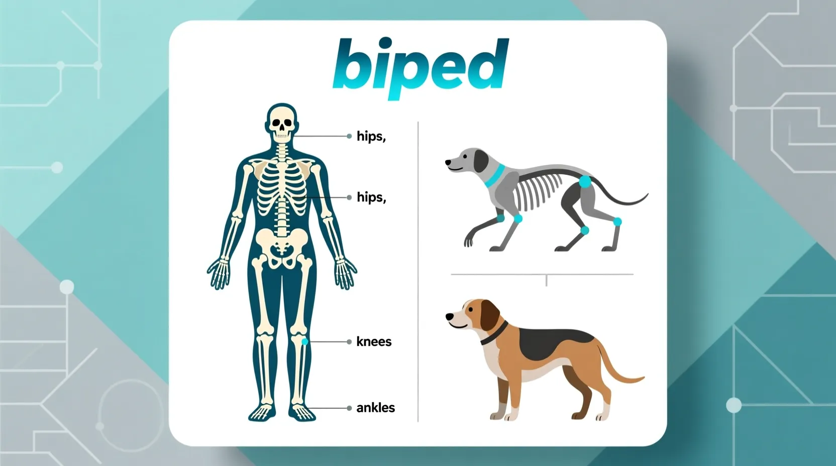 What Does Biped Mean? A Simple & Clear Definition